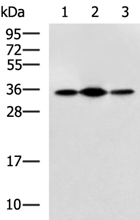 Rabbit Polyclonal Antibody to PDHB