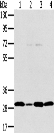 Rabbit Polyclonal Antibody to PEF1