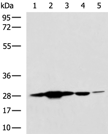 Rabbit Polyclonal Antibody to PGAM2