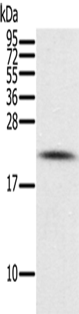 Rabbit Polyclonal Antibody to PIN1