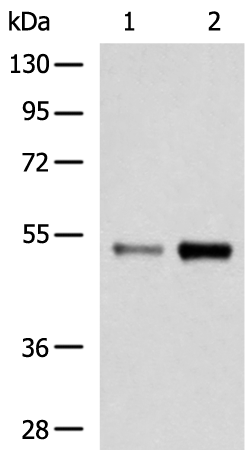 Rabbit Polyclonal Antibody to PLTP