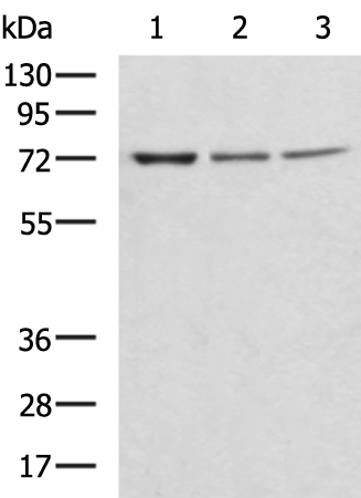 Rabbit Polyclonal Antibody to ZBTB16