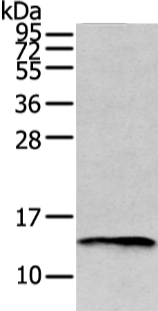 Rabbit Polyclonal Antibody to PMP2