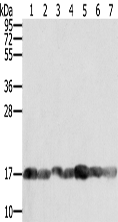 Rabbit Polyclonal Antibody to PPIA