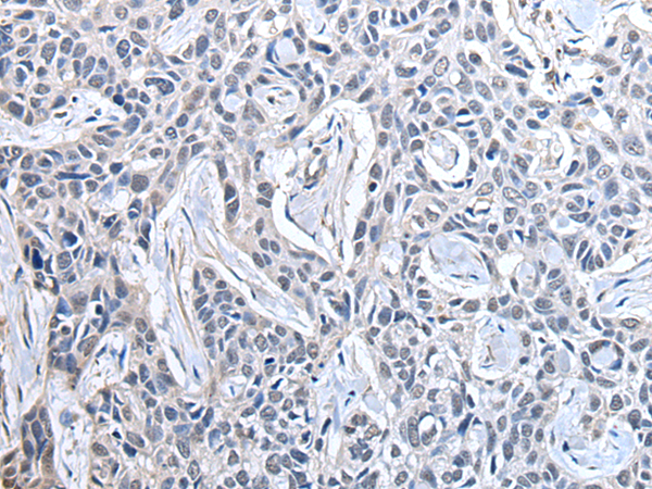 Rabbit Polyclonal Antibody to PPIG
