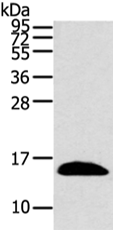 Rabbit Polyclonal Antibody to PPIL1