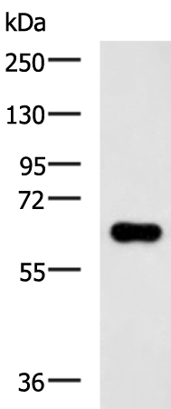 Rabbit Polyclonal Antibody to PDP1