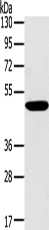 Rabbit Polyclonal Antibody to PPP2R3C