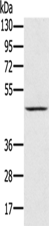 Rabbit Polyclonal Antibody to PRR5