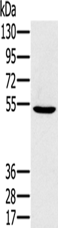 Rabbit Polyclonal Antibody to PSMC1