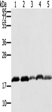Rabbit Polyclonal Antibody to PTRH2