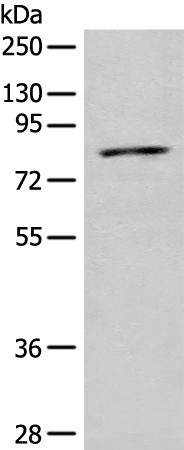 Rabbit Polyclonal Antibody to QSOX1