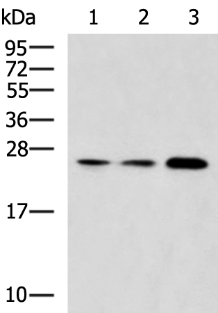 Rabbit Polyclonal Antibody to RAB3A