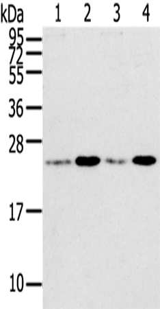 Rabbit Polyclonal Antibody to RAB2A