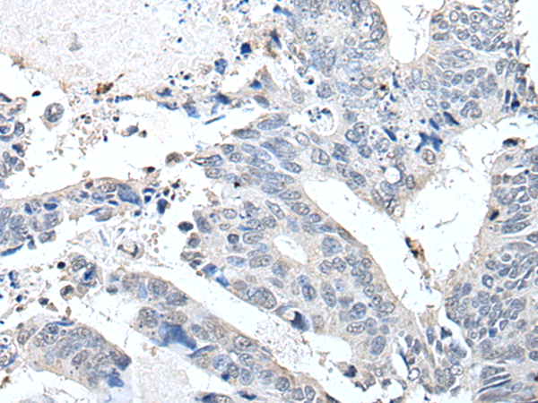 Rabbit Polyclonal Antibody to RAB4A