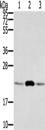 Rabbit Polyclonal Antibody to RAB9A