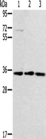 Rabbit Polyclonal Antibody to RACK1