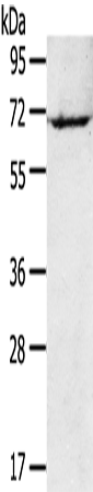Rabbit Polyclonal Antibody to RAD17