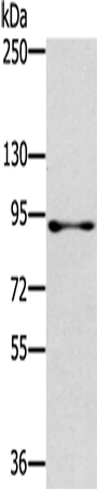 Rabbit Polyclonal Antibody to RASAL1