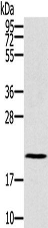 Rabbit Polyclonal Antibody to RBBP9