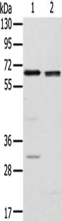 Rabbit Polyclonal Antibody to RBBP5