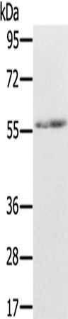 Rabbit Polyclonal Antibody to REC8