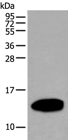 Rabbit Polyclonal Antibody to REG1A
