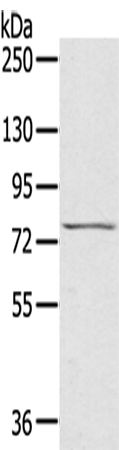 Rabbit Polyclonal Antibody to RHOBTB1