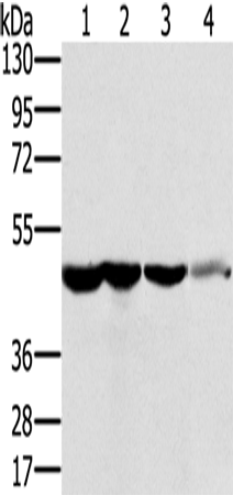 Rabbit Polyclonal Antibody to RNH1
