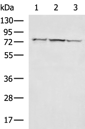 Rabbit Polyclonal Antibody to RIPK1