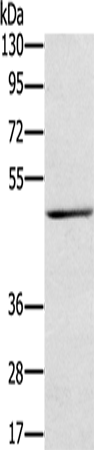 Rabbit Polyclonal Antibody to TRIM31