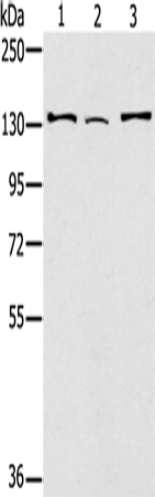 Rabbit Polyclonal Antibody to RNF40