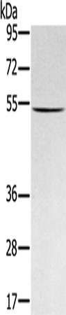 Rabbit Polyclonal Antibody to RNF14