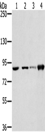 Rabbit Polyclonal Antibody to RNF214