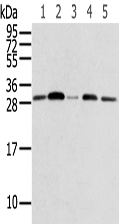 Rabbit Polyclonal Antibody to RPA2