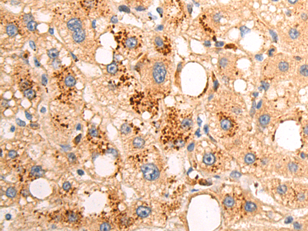 Rabbit Polyclonal Antibody to RPL15