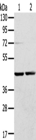 Rabbit Polyclonal Antibody to RRAGA