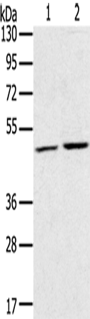 Rabbit Polyclonal Antibody to RRAGC