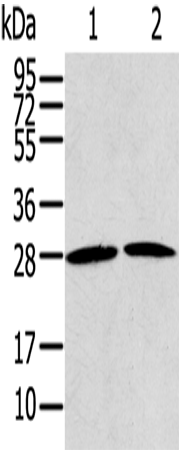 Rabbit Polyclonal Antibody to RRAS2