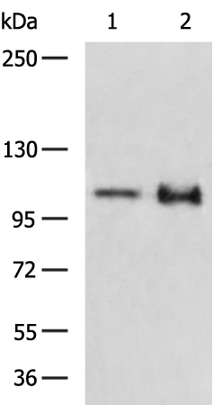 Rabbit Polyclonal Antibody to RRBP1