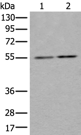 Rabbit Polyclonal Antibody to TUBB