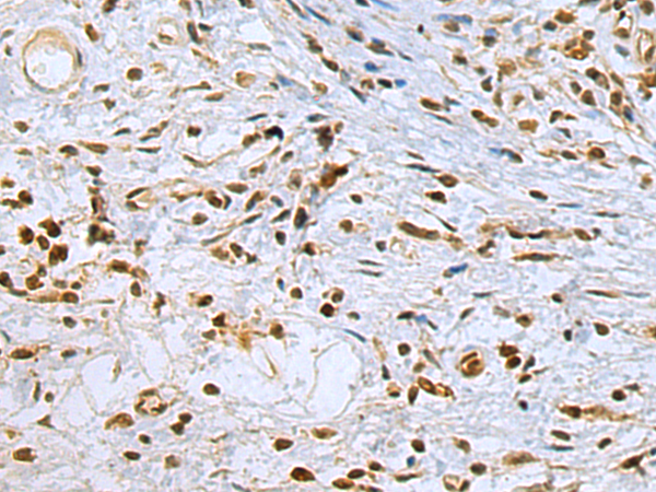 Rabbit Polyclonal Antibody to STAG1