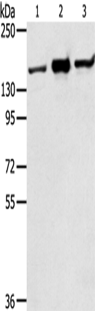 Rabbit Polyclonal Antibody to STAG2