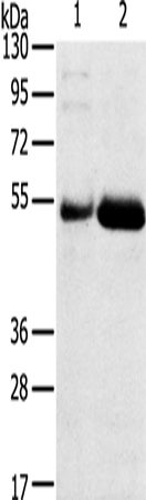 Rabbit Polyclonal Antibody to SAMD3