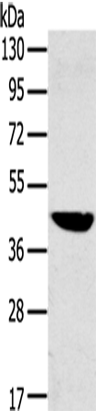 Rabbit Polyclonal Antibody to MAPK12