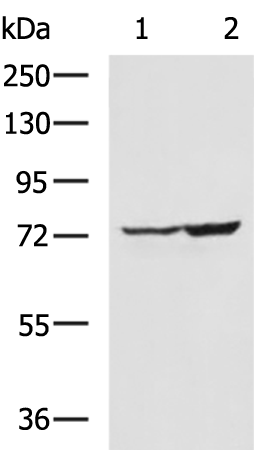 Rabbit Polyclonal Antibody to PTGS2