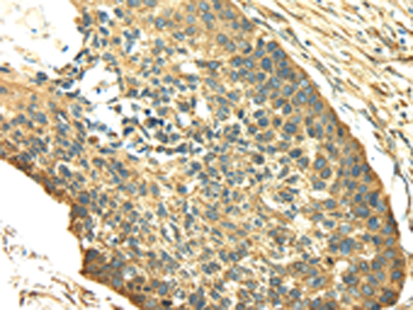 Rabbit Polyclonal Antibody to SDF4