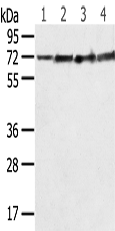 Rabbit Polyclonal Antibody to SDHA