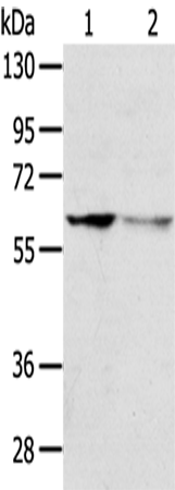 Rabbit Polyclonal Antibody to DHCR24