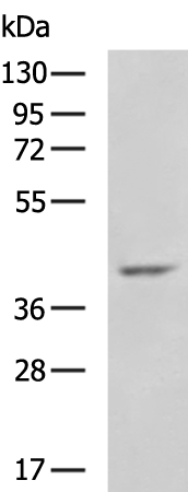 Rabbit Polyclonal Antibody to SELENOP